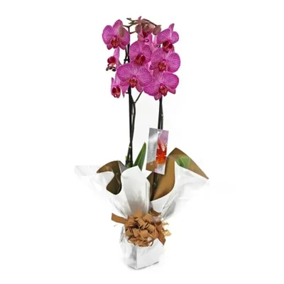 Orquidea Fucsia