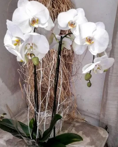 Orquidea Blanca