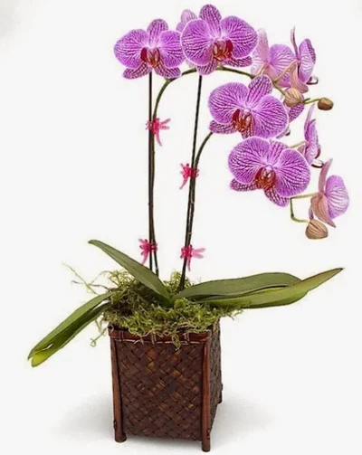 Plantas