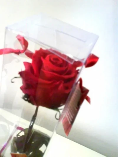 Rosas Eternas