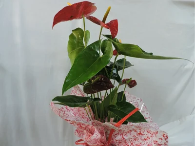 Anthurium Rojo