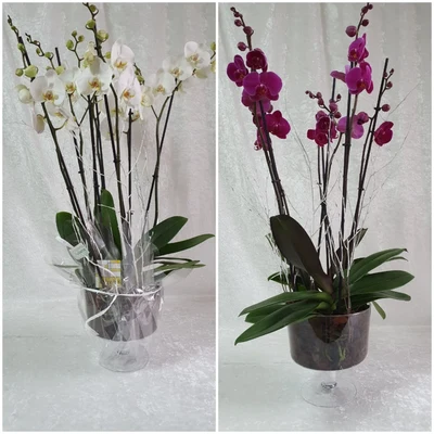 Base cristal con dos plantas Orquidea