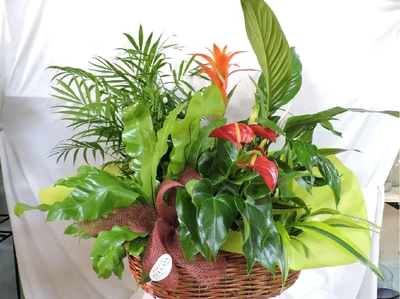 Cesta de Plantas Grande