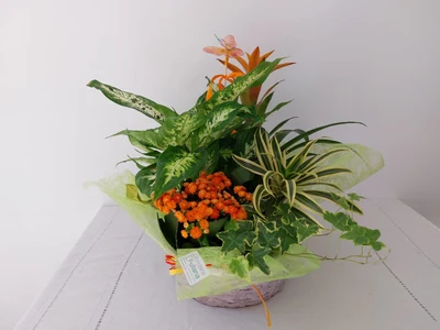Cesta de Plantas Mediana