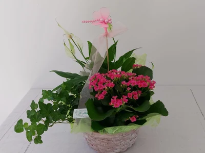 Centros de Plantas