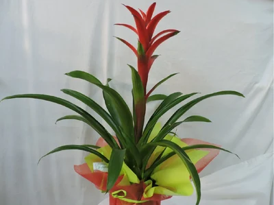 Guzmania