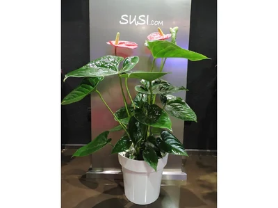 Anthurium