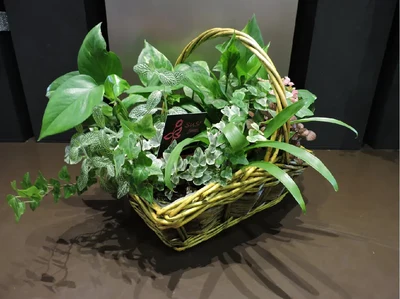 Cesta de Plantas