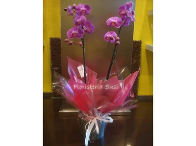 Orquidea Eire