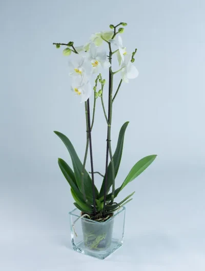 Orquidea Blanca