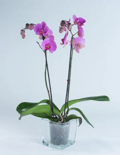 Plantas