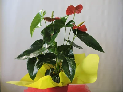 Anthurium Rojo