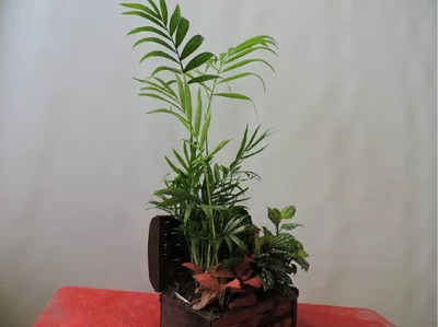 Baul de Plantas