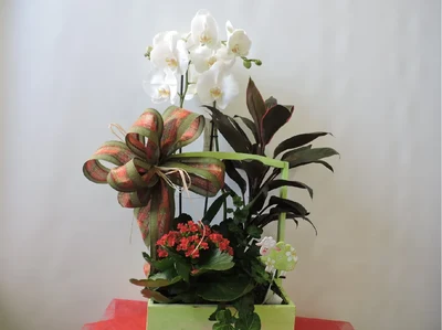 Caja de Plantas con Orquidea