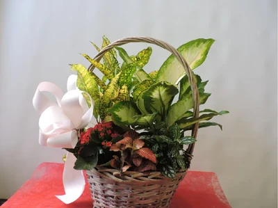 Cesta de Plantas
