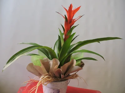 Guzmania con Maceta
