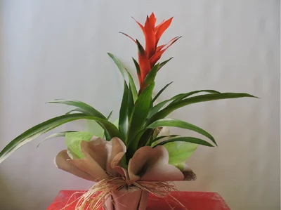 Guzmania