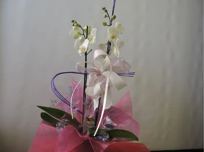 Orquidea Blanca