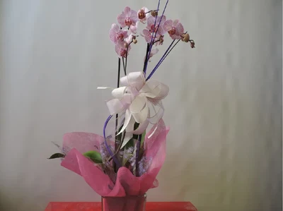 Orquidea Fucsia
