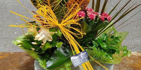 Maranta Floristas