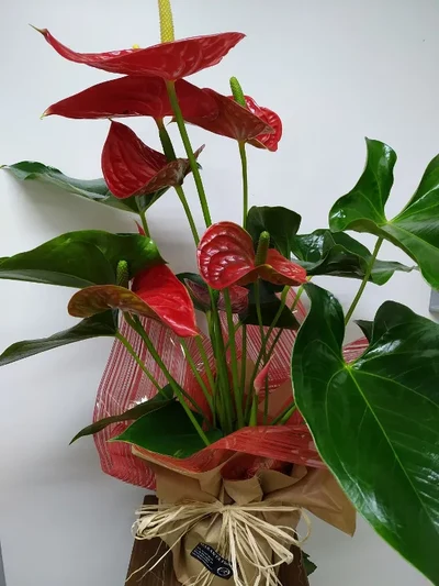 Anthurium