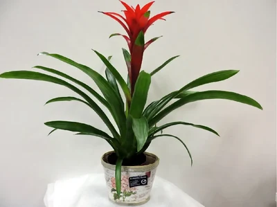 Guzmania con maceta