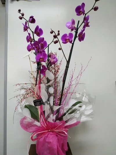Plantas
