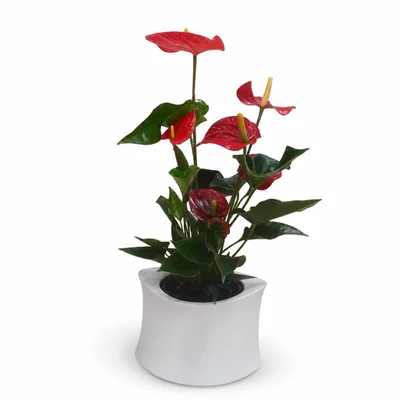 Anthurium Rojo en Maceta Yokohama