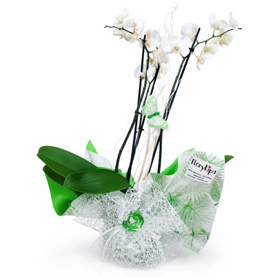 Orquidea Blanca decorada para regalo