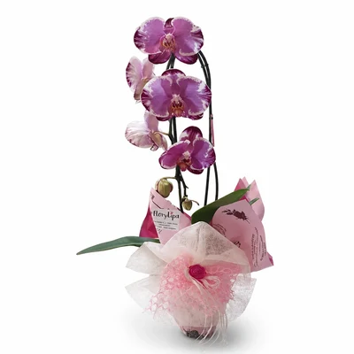Orquidea 1 vara XXL