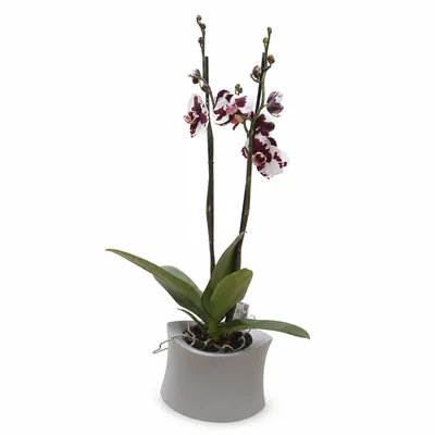 Orquidea Fucsia