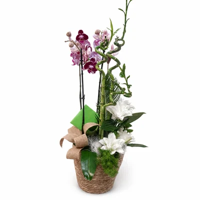 Orquidea con Flores