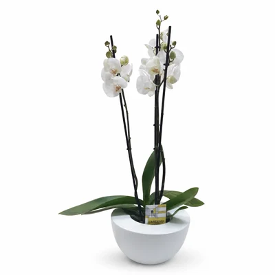 Plantas