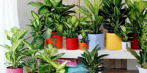 Carmen Baizan Taller Floral
