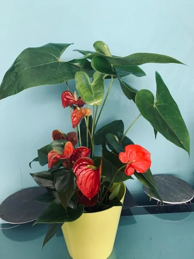Anthurium Rojo