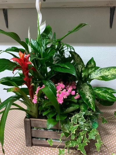 Caja de Plantas