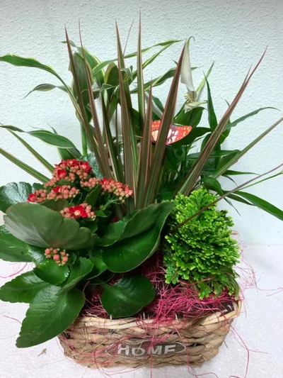 Cesta de Plantas