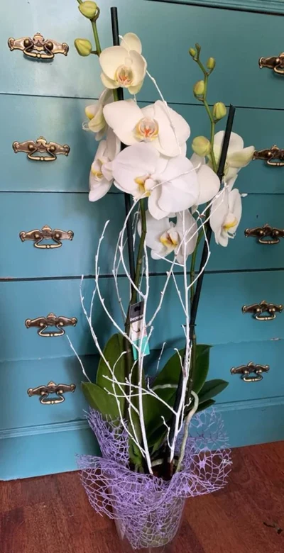 Orquidea Blanca
