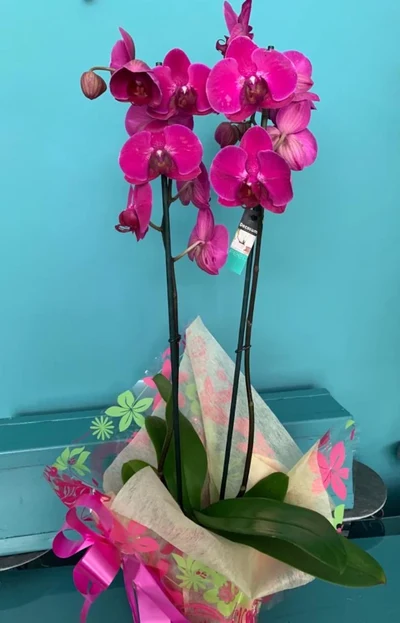 Plantas