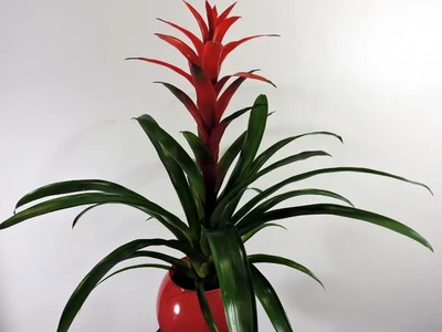 Guzmania