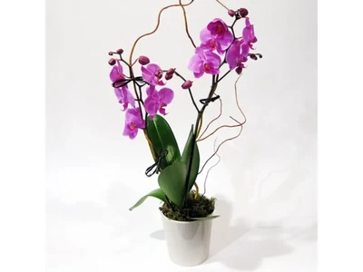 Plantas
