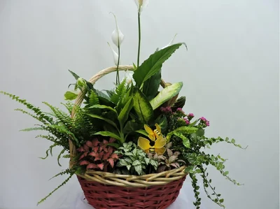 Centros de Plantas