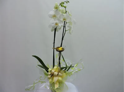 Plantas