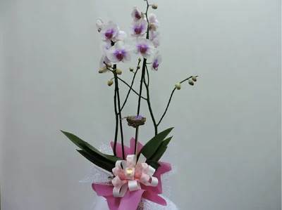Orquidea Rosa y Blanca