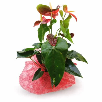 Anthurium Rojo Grande