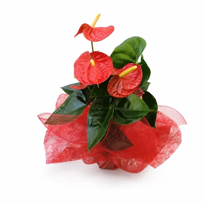 Anthurium Rojo Mediano