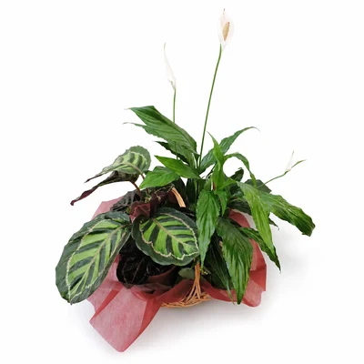 Cesta de Plantas Grande