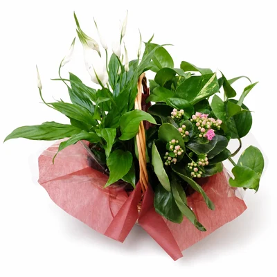 Cesta de Plantas Mediana
