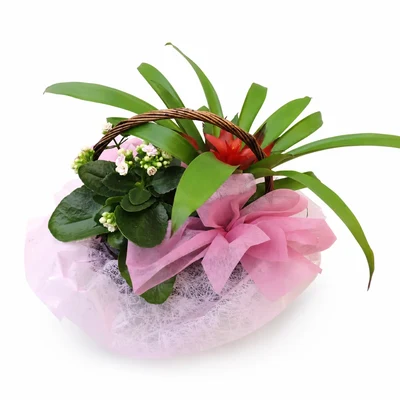 Centros de Plantas