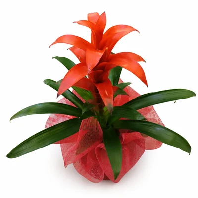 Guzmania